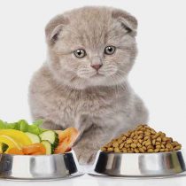 غذای گربه تجاری یا خانگی - اگر وقت کافی داشته باشیم، بسیاری از ما ترجیح میدهیم غذای گربه تجاری یا خانگی تازه برای گربه هایمان آماده کنیم . برای انجام این کار نه تنها باید زمان کافی برای آماده کردن غذا داشته باشیم،  بلکه باید برای یاد گرفتن درباره نیازهای تغذیه ای گربه، نیز وقت بگذاریم . امروزه غذاهای آماده تجاری بسیار متنوعی در پت شاپ ها و فروشگاه های لوازم حیوانات خانگی یافت میشود. بسیاری از آنها بر پایه نیازهای تغذیه ای منحصر به فرد گربه ها تولید میشوند. انتخاب برنامه های غذایی و غذای گربه تجاری یا خانگی و غذاهای خشک یا نیمه خشک بسته بندی و برنامه غذایی منظم یا خاص، بستگی به شما دارد. با توجه به برچسپ ارزش غذایی غذاهای اماده و دانستن مقدار انرژی مورد نیاز گربه شما، امکان انتخاب و فراهم آوردن رژیم غذایی سالم و خوشمزه برای گربه شما وجود خواهد داشت .