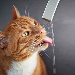 نحوه دادن آب مورد نیاز گربه از غذاهای مرطوب کمک بگیرید: استفاده از کنسرو های مخصوص گربه، بسیار موثر است. این کار به تزریث آب بیشتر کمک می کند. اما زمانی که گربه تمایلی به خوردن نشون نداد، آب مورد نیاز گربه و یا غذای مرطوب را به غذای خشک اضافه کنید. لذت لیس زدن تکه های یخ: قرار دادن تکه های یخ در غذای گربه، یک حرکت تشویق کننده است. گربه از لیس زدن یخ لذت می برد، چرا که تکه های یخ با جذب طعم مواد غذایی، یک مزه دلچسب را برای او ایجاد می کند. ظرف آب را در قسمت های مختلف قرار دهید: اینکار راحتی گربه را در نوشیدن آب مداوم در حین تشنگی، فراهم می کند. برخی از گربه ها هم دوست دارند از لیوان شما بعنوان صاحب خود، آب بخورند. در این زمان با قرار دادن آب در لیوان خود به بهبود سلامت گربتان کمک کرده اید. قرار گیری ظرف آب در کنار دستشویی، ممنوع! طبیعی است که هیچ حیوانی دوست ندارد آب را در منطقه ای که دسشویی می کند، بنوشد. به نظافت ظرف آب توجه کنید: ظرف کثیف، اشتیاق گربه یه نوشیدن آب کم می کند. مدل های مختلف ظرف آب را انتخاب کنید: گربه های نیز مثل انسان ها، سلیقگی عمل می کنند. ظرف های شیشه ای ، فلزی و پلاستیکی را امتحان کنید و ظرف مورد علاقه او را پیدا کنید. آب روان را هم امتحان کنید: ممکن است گربه شما از آن دسته حیواناتی باشد که به نوشیدن آب روان، علاثه بیشتری دارد. شیر آب را بمدن 3 الی 4 بار در روز باز کنید تا از آب خنک، استفاده کند. طعم ایجاد کنید: آب تن ماهی و یا مرغ، طعم بهتری به آب طبیعی می دهد و استفاده گربه از آن را تضمین می کند. چشمه های مصنوعی، بهترند: اگرچه مدتی زمان می برد تا گربه یاد بگیرد از چشمه مصنوعی آب بخورد. ولی بعد از آن عاشق اینگونه آب خوردن می شود. آب خنک و محرک در چشمه های مصنوعی، به آب دادن به گربه جذابیت می بخشد و خیال شما را از تعویض بموقع ظرف آب، راحت می کند.