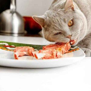 غذای مناسب گربه خانگی غذای مناسب گربه خانگی، در صورتی عالی خواهد بود که شما نیازهای تغذیه‌ای منحصر به فرد گربه‌ها را بدانید. به خاطر شیوه‌های جدید کشتارگاهی، بهتر است گوشت خام به گربه ندهید؛ زیرا احتمال آلودگی باکتری در گوشت خام وجود دارد. هر نوع گوشت خام همچنین میتواند محل رشد انگل تک یاخته ای توکسو پلاسما گوندی toxoplasma gondii باشد که بدن گربه میتواند میزبان این انگل باشد. فقط از رژیم غذایی مبتنی بر پروتئین استفاده نکنید. مثلا فقط استفاده از رژیم غذایی تن ماهی میتواند مشکلات کبدی بسیاری به وجود آورد و تغذیه فقط با گوشت ماهیچه باعث کم شدن مواد آهکی استخوان‌ها میشود. درست است که رژیم غذایی سبزیجات امکان پذیر نیست، اما گربه‌ها نیاز به چربی حیوانی و پروتئین دارند تا سالم بمانند. زمانی که میخواهید مواد ساخت غذای مناسب گربه را انتخاب کنید، اغلب از موادی که برای انسان‌ها ضرری ندارند، بهره بگیرید.