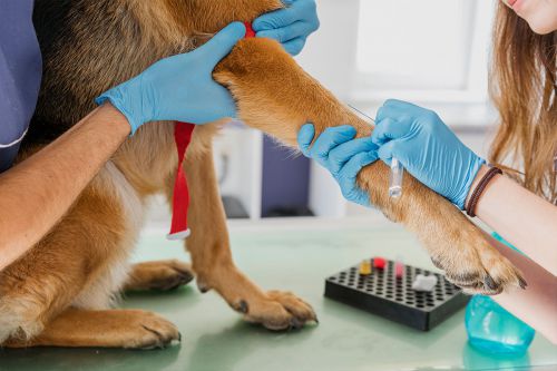 نکات مهم واکسیناسیون در سگ ها