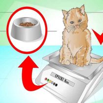 اشتها و تغییرات وزنی گربه ها میزان اشتها و تغییرات وزنی گربه ها با هم ارتباط مستقیمی دارند. بدون در نظر گرفتن سن، وزن یکنواخت و داشتن اشتها نشانه سلامتی گربه می باشد. اضافه وزن یا کاهش آن بدان معناست که تعادل غذایی به هم ریخته است. در این زمینه دامپزشک می تواند به شما کمک کند و با پیشنهاد رژیم غذایی، جلوی تغییرات ناگهانی وزن را بگیرد. برای گربه های خانگی با فعالیت های بسیار کم جسمانی و فکری، خوردن، لذت بخش ترین فعالیت روزانه به شمار می رود. در این صورت افزایش اشتها، نشانه خستگی است.