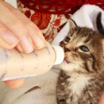 مراحل شیر دادن به بچه گربه روی یک صندلی بنشینید و یک حوله را روی زانوهای خود پهن کنید. بچه گربه را باید مشابه زمانی که از پستان مادرش شیر می خورد در دست بگیرید. یعنی سر بچه گربه بالاتر از بدنش (معده اش) قرار بگیرد و شکم در تماس با پاهای شما باشد. به بچه گربه بیش از حد غذا ندهید و در هنگام شیر خوردن مدام او را جا به جا نکنید و شیشه را از دهانش خارج نکنید. مطمئن شوید که بچه گربه در آرامش است و به سهولت شیر میخورد. شما نیز به آرامش و البته صبر زیاد نیاز دارید.