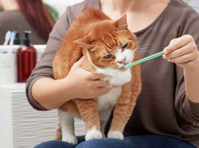 تمیز کردن گربه ها