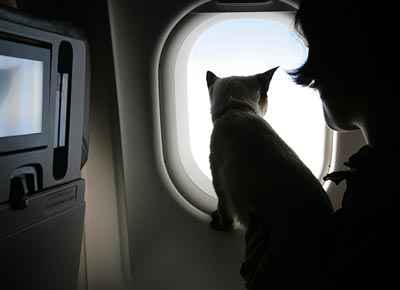 نحوه مسافرت بردن گربه