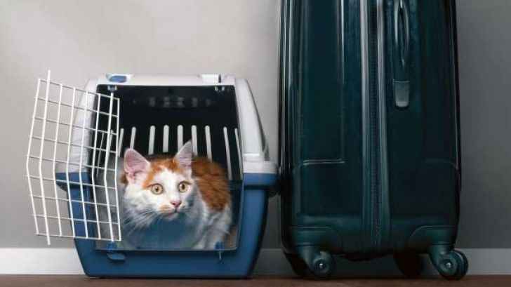 نحوه مسافرت بردن گربه
