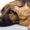 طرح مجلس برای نگهداری حیوانات خانگی