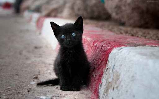3 دلیل برای اینکه باید از بچه گربه سیاه نگهداری کنیم!