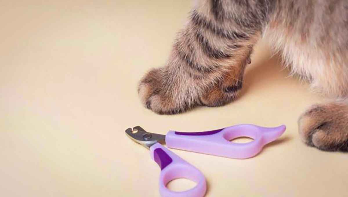 کوتاه کردن ناخن بچه گربه