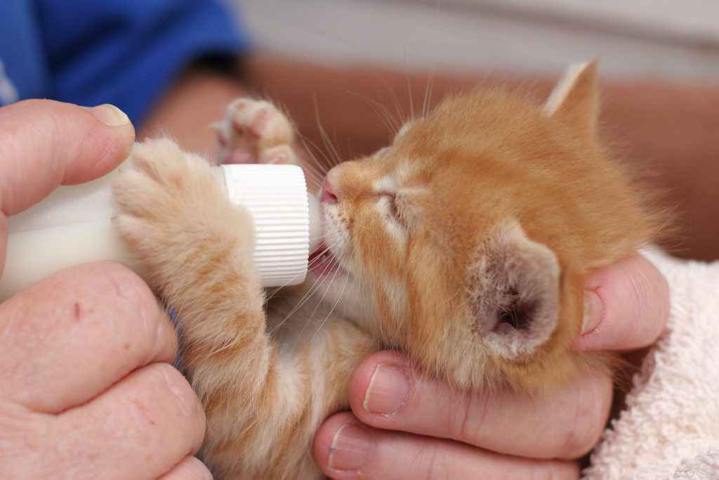 Bottle feeding kitten 1024x683 1