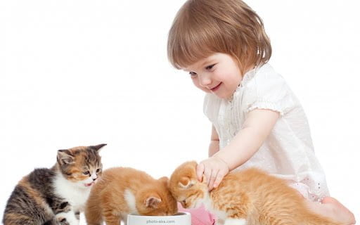آشنایی بچه گربه و گربه بالغ با کودکان پتریزو فروشگاه اینترنتی گربهآرایشگاه حیواناتبهترین 
