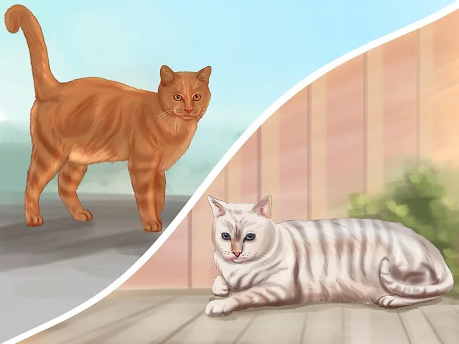 ارتباط برقرار کردن با گربه ها