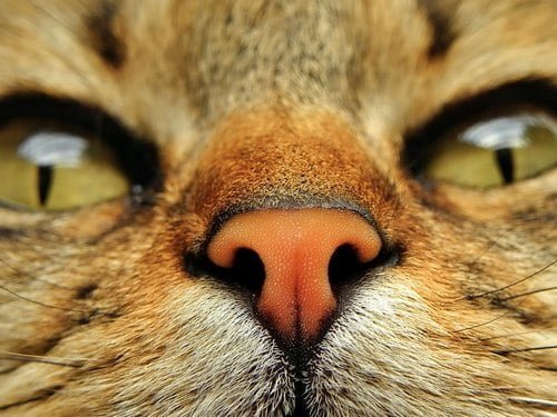 9 قسمت ضروری بدن گربه برای معاینه درخانه 3 Wet nose of dogs and cats 6