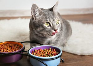 اگر تصمیم دارید که رژیم غذایی گربه برای کاهش و کنترل وزن گربه را اجرا کنید، نکات زیر را به یاد داشته باشید: بهتر است به جای آنکه از حجم غذای گربه کم کنید، از غذایی که کالری کمتری دارد استفاده کنید. در این صورت گربه همان حجم غذای همیشگی را مصرف می کند ولی کالری کمتری دریافت کرده و در نتیجه راحت تر با آن وفق پیدا می کند. همیشه آب تمیز و فراوان در دسترس گربه قرار داشته باشد. همانند انسان، نوشیدن آب به گربه کمک می کند که احساس گرسنگی کاذب نداشته باشد. برای افزایش حجم غذای گربه و رضایتش، از مواد غذایی فیبردار استفاده کنید که کالری کمی دارند. در صورتی که گربه ی شما شرایط ویژه ای ندارد و می تواند فعالیت روزانه ی بیشتری داشته باشد، سعی کنید که کالری های اضافی را با وادار کردن او به تحرک بیشتر بسوزانید. همه ی اعضای خانواده که مسئولیت نگهداری از گربه را برعهده دارند، باید از رژیم غذایی جدیدش آگاه باشند. یک تشویقی پرکالری خارج از برنامه، رژیم غذایی گربه را به هم می ریزدو هر چه رشته کرده بودید پنبه می شود. حجم غذای گربه باید دقیقاً مطابق با دستورالعملی باشد که از دامپزشک دریافت کرده اید. بنابراین نسبت به وزن کردن غذا حساس باشید و آن را با دقت انجام دهید. اگر چند گربه در خانه زندگی می کنند، ظرف غذای هر کدام از آن ها باید جدا و در مکان متفاوتی باشد. مواظب باشید که گربه ها از ظرف غذایی که برای خودشان نیست، غذا نخورند. از دادن اسنک ها و تشویقی های چاق کننده اجتناب کنید. به جای جایزه ها و تشویقی های پرکالری از خوراکی های کم کالری و مورد علاقه شان استفاده کنید. گربه در طول دوره ای که کاهش وزن دارد باید به طور منظم چکاپ شود و تحت نظر دامپزشک باشد. به طور معمول 8 الی 12 ماه باید طول بکشد تا گربه به وزن ایده آلش برسد. بیشترین کاهش وزن امنی که برای سلامتی گربه خطر ایجاد نمی کند، هفته ای 112 الی 225 گرم است. بیشتر از این برای سلامتی اش خطرناک خواهد بود. گربه هایی که کمبود وزن دارند.