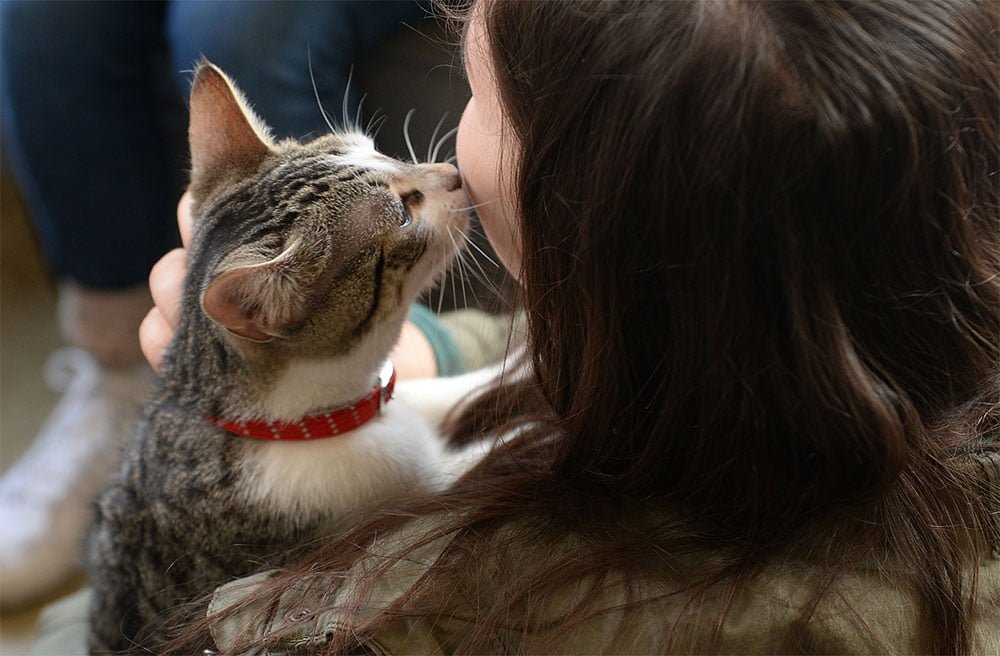 ارتباط برقرار کردن گربه با انسان
