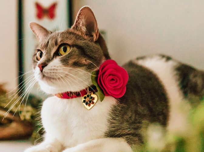 قلاده مناسب گربه و 4 شیوه اموزش به گربه ها 3 2019 SEPTEMBER MBC Charms Classic example2 2000x 672x500 1