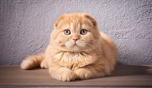 قیمت بچه گربه اسکاتیش و خرید نژاد اصیل آن 3 قیمت بچه گربه اسکاتیش