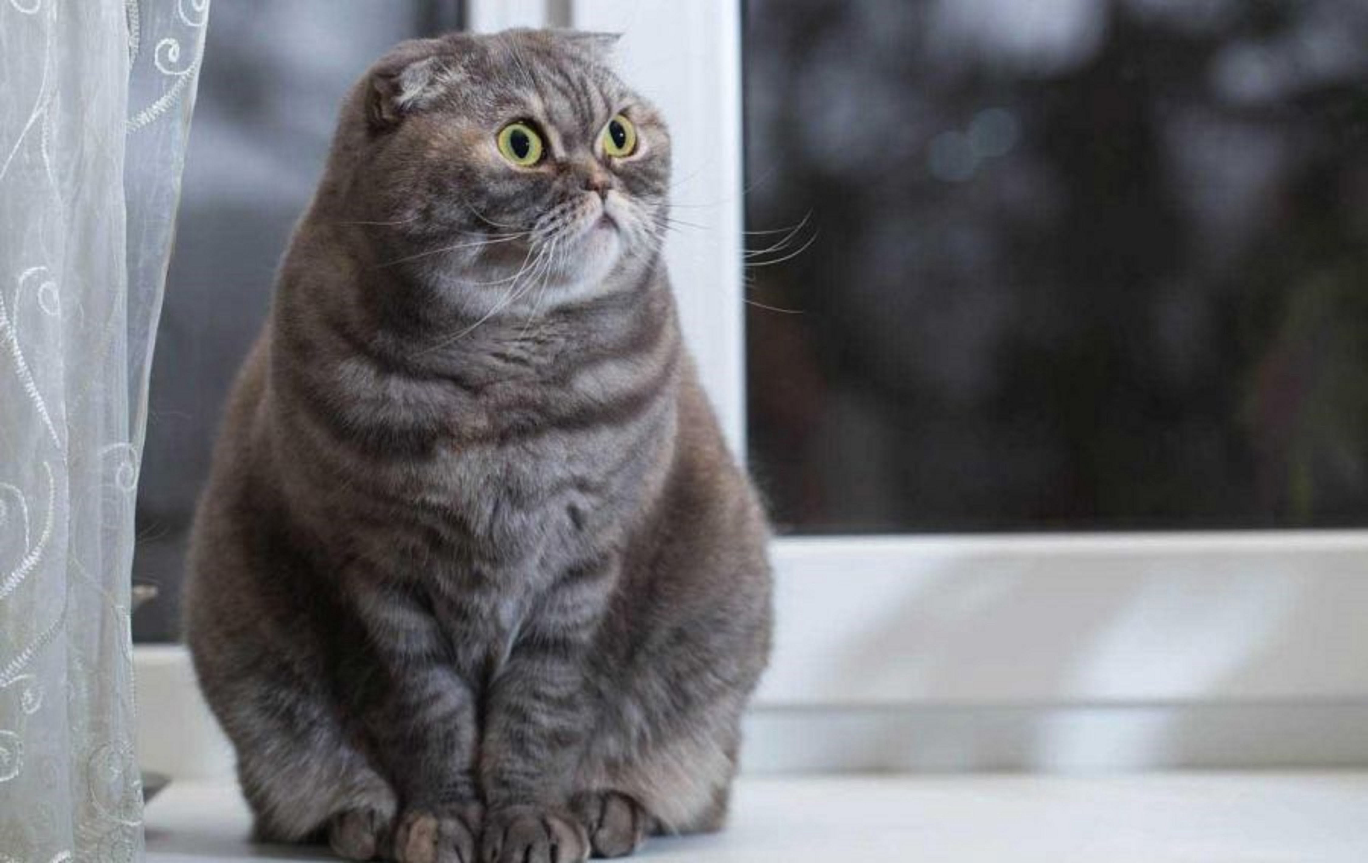 قیمت بچه گربه اسکاتیش و خرید نژاد اصیل آن 6 قیمت بچه گربه اسکاتیش