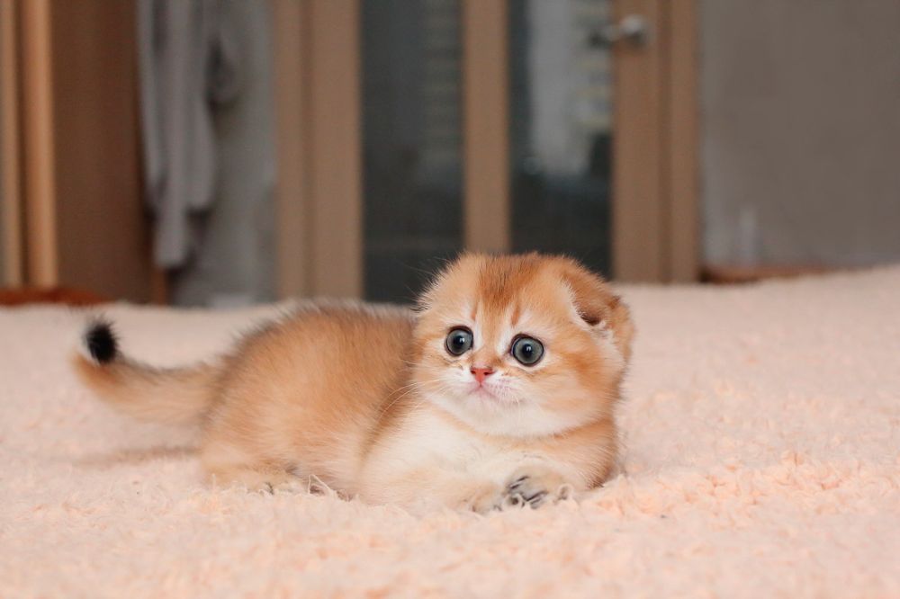 قیمت بچه گربه اسکاتیش و خرید نژاد اصیل آن 2 قیمت بچه گربه اسکاتیش |قیمت بچه گربه اسکاتیش