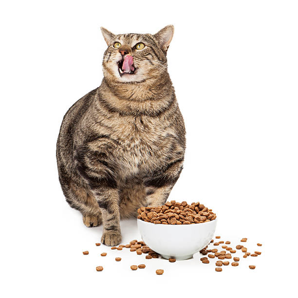 انتخاب غذای گربه