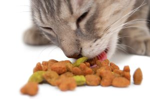 انتخاب غذای گربه
