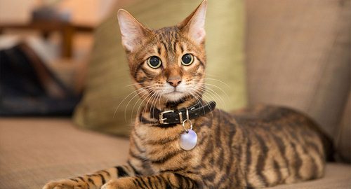 قلاده مناسب گربه و 4 شیوه اموزش به گربه ها 7 قلاده مناسب گربه