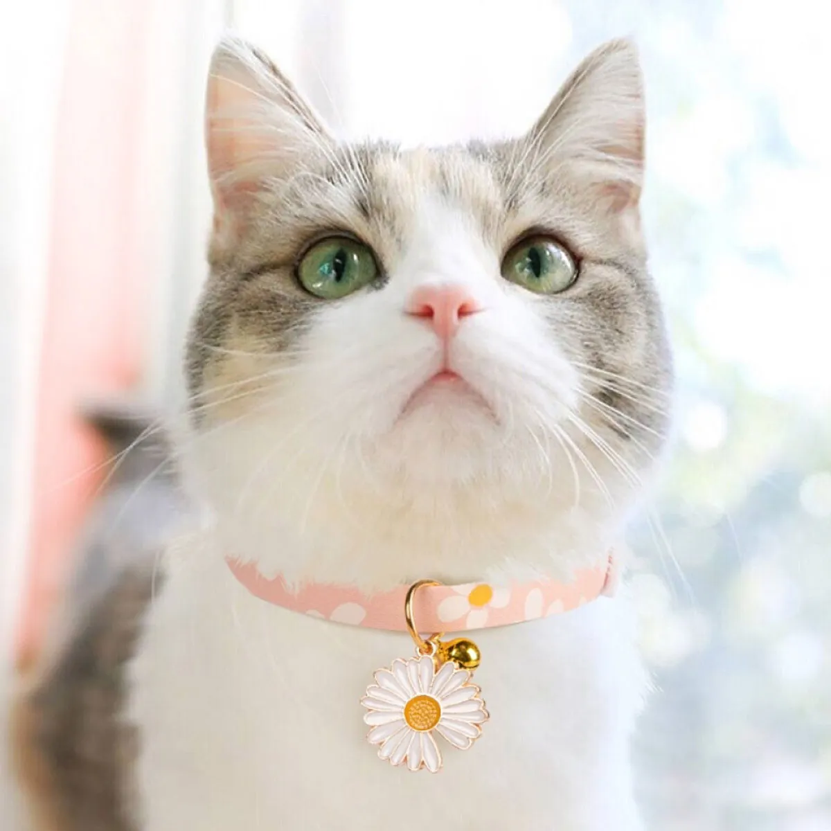 قلاده مناسب گربه و 4 شیوه اموزش به گربه ها 5 قلاده مناسب گربه