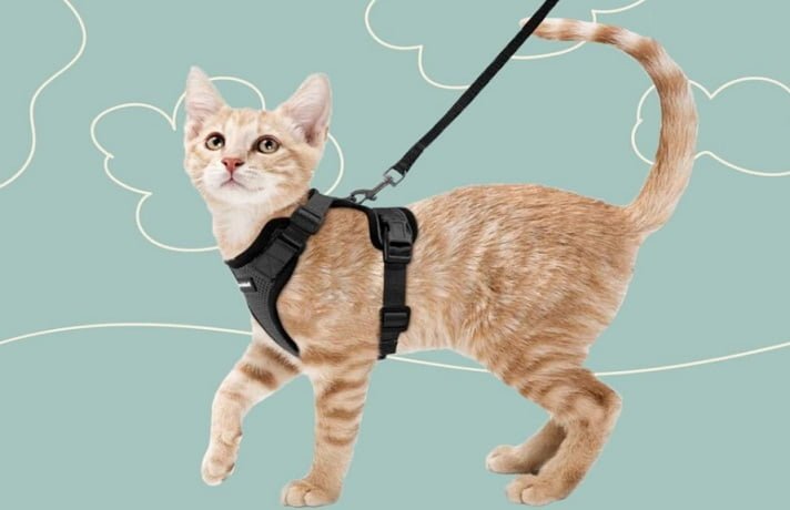 قلاده مناسب گربه و 4 شیوه اموزش به گربه ها 6 قلاده مناسب گربه