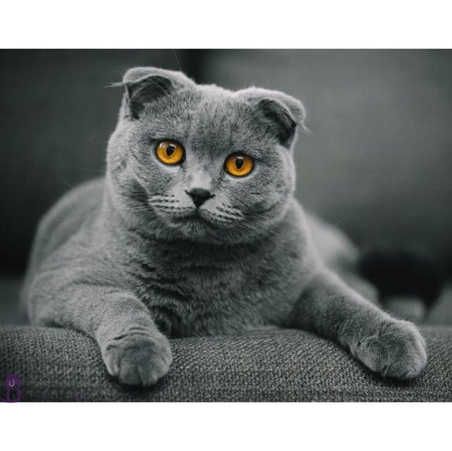 قیمت بچه گربه اسکاتیش و خرید نژاد اصیل آن 5 قیمت بچه گربه اسکاتیش