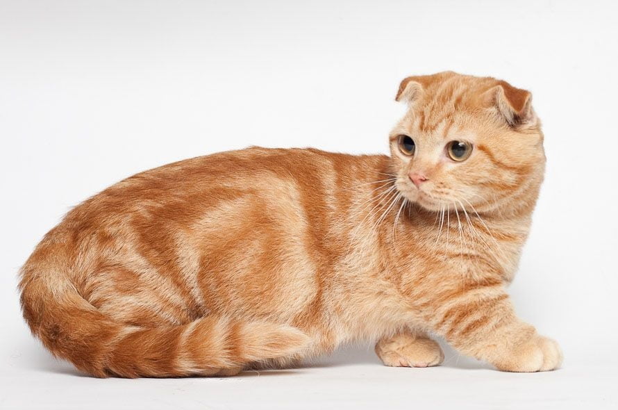 قیمت بچه گربه اسکاتیش و خرید نژاد اصیل آن 7 قیمت بچه گربه اسکاتیش