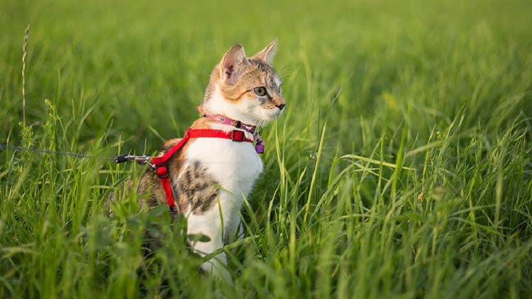 قلاده مناسب گربه و 4 شیوه اموزش به گربه ها 2 قلاده مناسب گربه