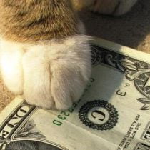 خرید گربه ارزان قیمت