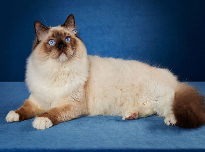 خرید گربه رگدال