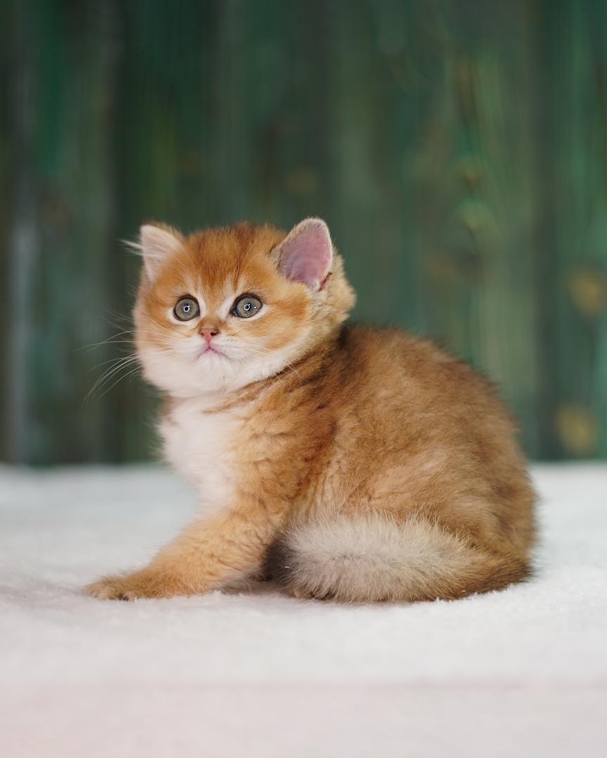 بریتیش چینچیلا گلد ny25 4 بریتیش چینچیلا گلد ny25