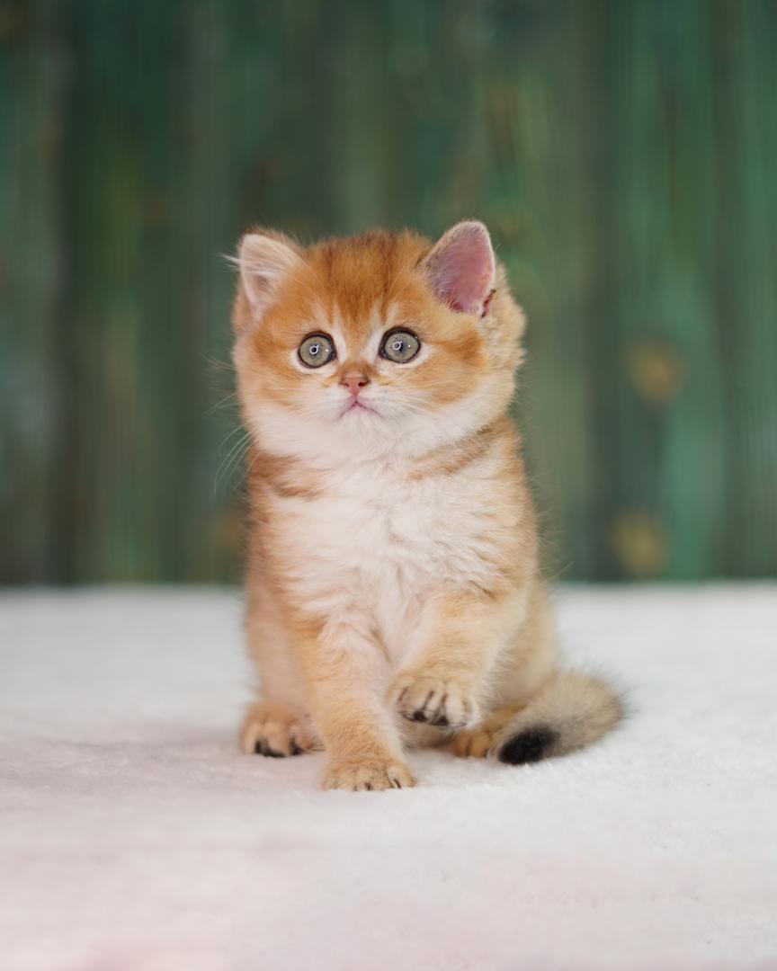 بریتیش چینچیلا گلد ny25 1 بریتیش چینچیلا گلد ny25