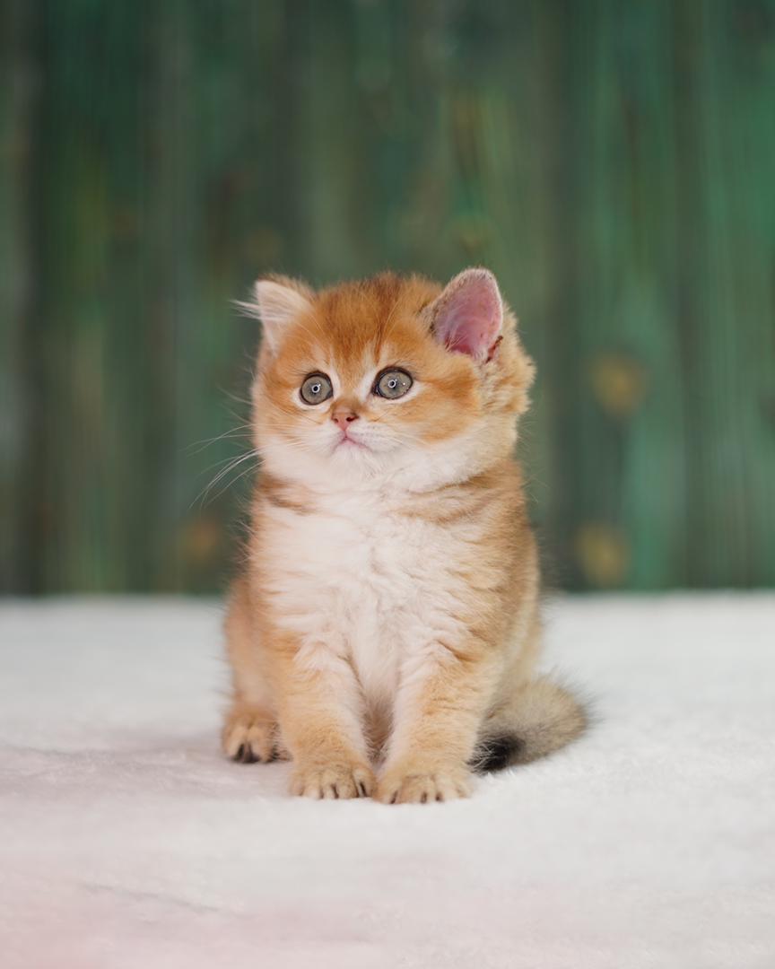 بریتیش چینچیلا گلد ny25 2 بریتیش چینچیلا گلد ny25