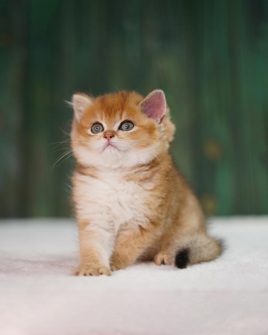 بریتیش چینچیلا گلد ny25 3 بریتیش چینچیلا گلد ny25