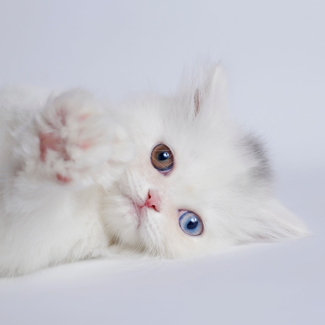 خرید گربه پرشین سفید