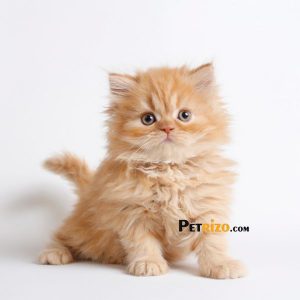 فروش گربه پرشین گارفیلدی