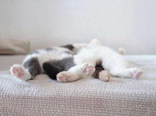 مدل های خوابیدن گربه
