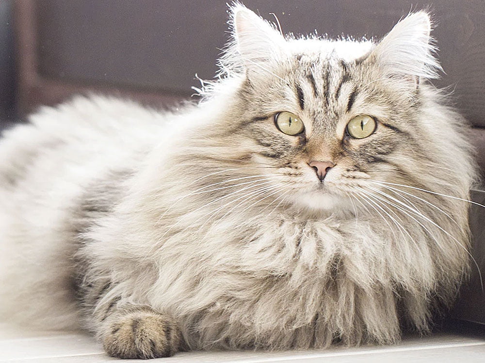 خرید گربه نروژی برای شهر های شمالی ایران 3 خرید گربه نروژی