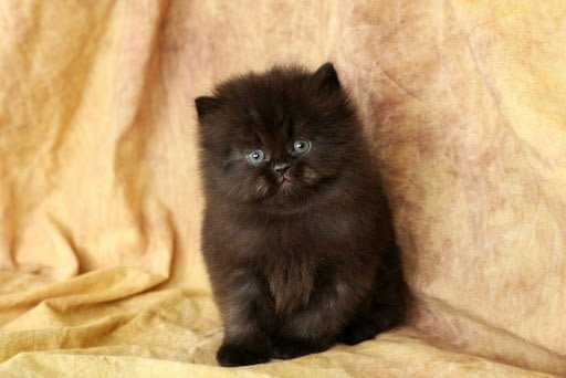 خرید گربه پرشین سیاه