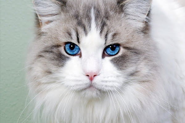 خرید گربه نروژی برای شهر های شمالی ایران 5 خرید گربه نروژی