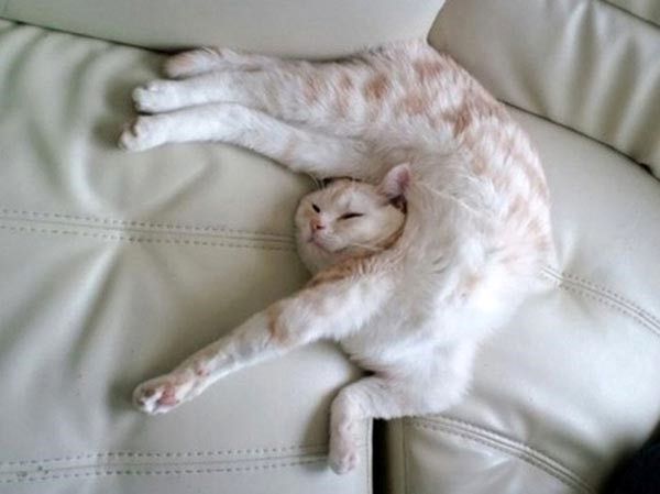 مدل های خوابیدن گربه