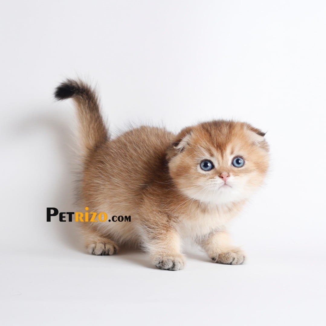 خرید گربه اسکاتیش فولد و 5 راهنمایی مهم 7 خرید گربه اسکاتیش فولد