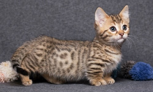 خرید گربه مانچکین و 3 نکته مهم درباره این گربه 6 خرید گربه نژاد مانچکین