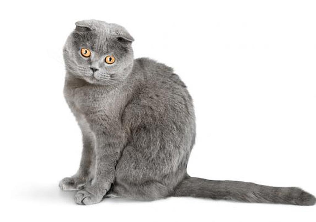 خرید گربه اسکاتیش فولد و 5 راهنمایی مهم 4 خرید گربه اسکاتیش فولد