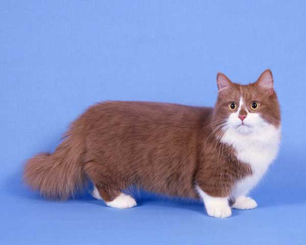 خرید گربه مانچکین و 3 نکته مهم درباره این گربه 2 خرید گربه مانچکین