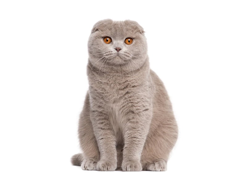 خرید گربه اسکاتیش فولد و 5 راهنمایی مهم 2 خرید گربه اسکاتیش فولد