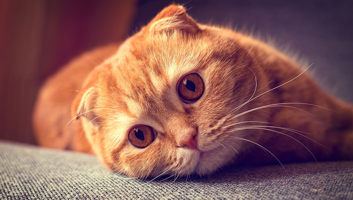 خرید گربه اسکاتیش فولد و 5 راهنمایی مهم 6 خرید گربه اسکاتیش فولد