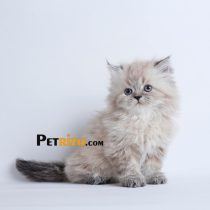 خرید و فروش گربه هیمالین
